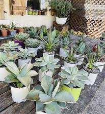 Agaves pots 5cm d'occasion  Aire-sur-l'Adour