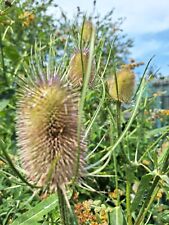 Wilde karde blumensamen gebraucht kaufen  Wilhelmshaven