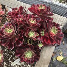 Aeonium canary cutting for sale  UK