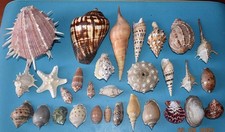 Shells set shells d'occasion  Expédié en Belgium
