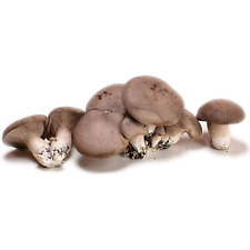 Ballette funghi cardoncelli usato  Altamura