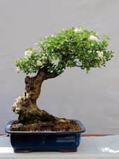 Usado, BONSAI MORUS ALBA SEMENTES DE AMOREIRA BRANCA CRESCIMENTO RÁPIDO FRUTIFICAÇÃO FOLHAGEM EM CASCATA comprar usado  Enviando para Brazil