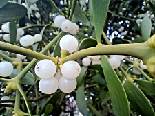 Mistletoe berries fresh for sale  ASHFORD