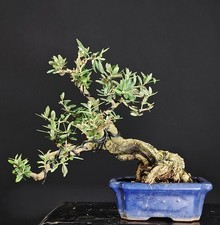 Bonsai olivo ulivo usato  Cison di Valmarino