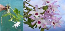 Dendrobium wiganiae orchidée d'occasion  Fumel