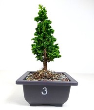 Arborvitae primo ultra for sale  Lawrence Township