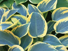 First frost hosta d'occasion  Expédié en Belgium