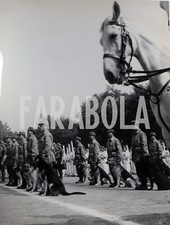 Vintage animali cani usato  Roma