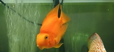 Female blood parrot for sale  Fountain City