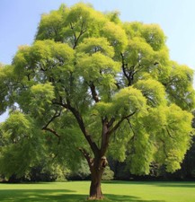 Fraxinus mandshurica wings for sale  Oakland Gardens