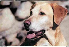 Animaux chiens labrador d'occasion  Fruges