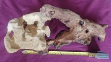 Aquarium natural driftwood for sale  DARTFORD