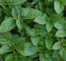 Herb plants garden for sale  WORKSOP