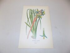 1897 antique floral for sale  Monroeville
