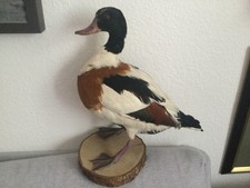 ausgestopfte tiere gebraucht kaufen  Mannheim
