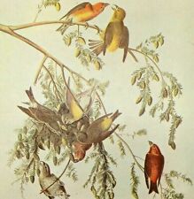 John james audubon for sale  Shipping to Ireland