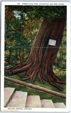 Postcard arbor vitae for sale  Stevens Point
