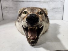 taxidermy wolf for sale taxidermy wolf for sale Racine