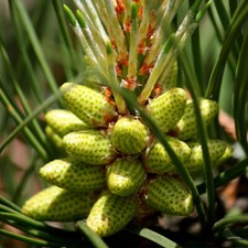 Pinus taeda tree for sale  Oakland Gardens