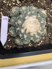 Button cactus rare d'occasion  Expédié en Belgium