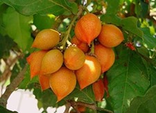 Peanut butter fruit for sale  Hollywood