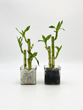 Lucky bamboo plant for sale  LONDON