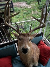 White tail deer for sale  Lucasville