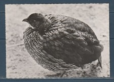 Cpsm 1960 nature d'occasion  Bourg-en-Bresse