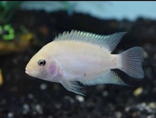 Pink convict cichlid for sale  Philadelphia
