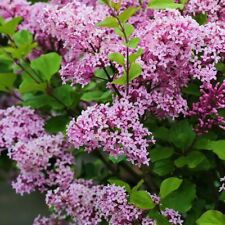 Zwergflieder palibin syringa gebraucht kaufen  Detmold