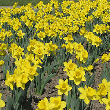 Daffodil king alfred for sale  UK