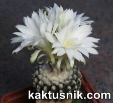 Discocactus horstii semi usato  Spedire a Italy