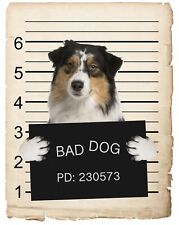Australian shepard mugshot for sale  Pottstown