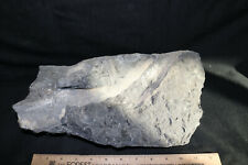 Marine reptile ichthyosaur for sale  Granite Bay