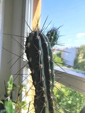 Großer kaktus übertopf gebraucht kaufen  Berlin