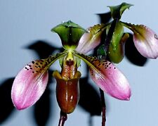 Paphiopedilum species select gebraucht kaufen  Augsburg