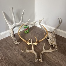 Whitetail deer antlers for sale  Brighton