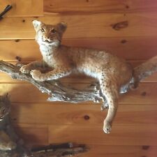 Bobcat taxidermi floor for sale  Gainesville