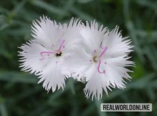 Dianthus japonicus semi usato Dianthus japonicus semi usato  Trappeto