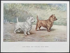 Cairn terrier west d'occasion  Limoges-