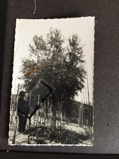 nocciolino olivo usato  Sessa Aurunca