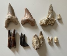 Fossile dent préhistoire d'occasion  Montluçon
