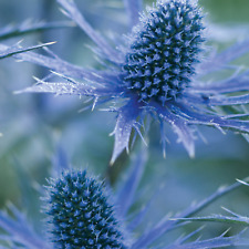 Eryngium zabelli big for sale  UK
