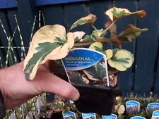 Houttuynia cordata variegata for sale  LOUTH