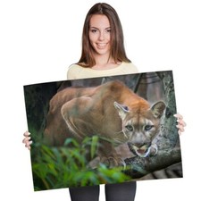 Mountain lion wild for sale  SELBY