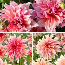 Dinnerplate dahlia labyrinth for sale  CANTERBURY