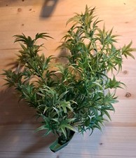 Aquarium pflanzen deko gebraucht kaufen Aquarium pflanzen deko gebraucht kaufen  Gohrisch, Königstein, Rosenthal-Bielatal
