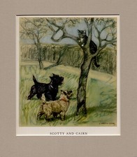 Cairn scottish terrier for sale  SPALDING