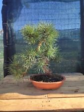 Bonsai pino nero usato  Isernia