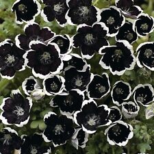 Thompson morgan nemophila for sale  IPSWICH